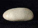 Heteraster oblongus (BRONGNIART 1821) - Bild © FossNet FossilienStore